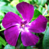 Вентилятор :: Людмила Смородинская