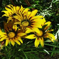 Ьукетик :: Людмила Смородинская