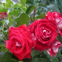 Роза  Руби  стар :: Валентин Семчишин