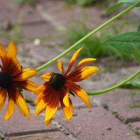 Лето в Ботаническом... Август. :: Наташа *****