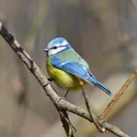 Лазоревка :: Константин Анисимов Лазоревка :: Константин Анисимов