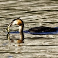 *** :: Павел Myth Буканов