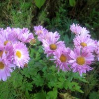 Хризантемы :: Елена Семигина