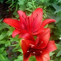 Лилии :: Елена Семигина