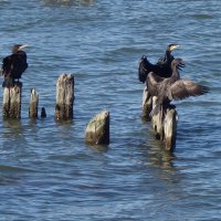 Бакланы на море :: Рита Симонова