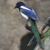 А я летать хочу :: Владимир Максимов А я летать хочу :: Владимир Максимов