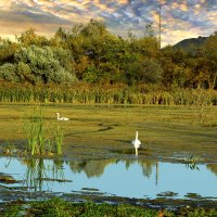 Дикие лебеди. :: Анатолий Уткин