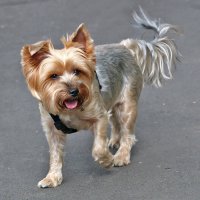 Наше вам с кисточкой!.. :: Светлана 