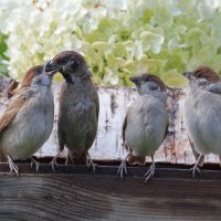 Приём пищи...в порядке очереди :: владимир 