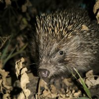 ночной гость :: Oksana Verkhoglyad