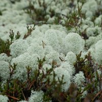 Лакомство для северного оленя) :: Ольга Чистякова