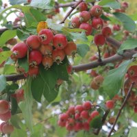 Ранетка :: Дмитрий И_