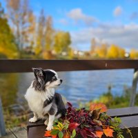 Осенний день :: Галина Левина