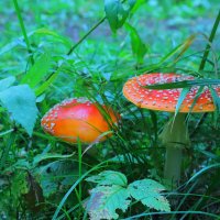 И  мы  грибыыыыы. :: Владимир иванов