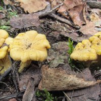 Лисички :: Виталий Андрейчук