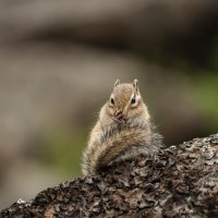 Бурундук — настоящий чистюля. :: Вадим Басов Бурундук — настоящий чистюля. :: Вадим Басов