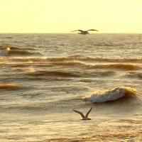 В поисках добычи :: Валерий 