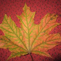 Кленовый листочек :: Дмитрий Никитин