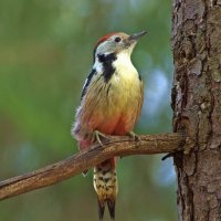 ... :: Вячеслав Минаев