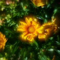 Гацания :: Александр Леонов