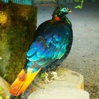 В хорошую погоду и такая птица выйдет на прогулку :: Aida10 