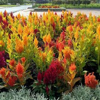 Палитра осени :: Мария Васильева Палитра осени :: Мария Васильева