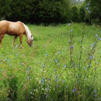 На выпасе... :: Владимир Шошин На выпасе... :: Владимир Шошин