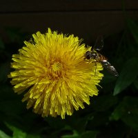 На цветке :: Сергей Швечков