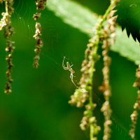 Природа конца лета 11 :: Александр Прокудин