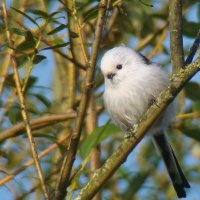 ополовник :: gawrilа - dan