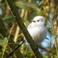 ополовник :: gawrilа - dan