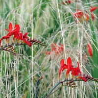 они на радость нам даны :: Олег Лукьянов они на радость нам даны :: Олег Лукьянов