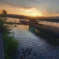 Лысухи на закате :: Сапсан 