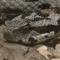 Гадюка :: <<< Наташа >>>