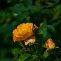 ... :: Николай Северный