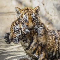 Тигрята :: SanSan 