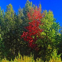 Сентябрь...Осина побагровела! :: Владимир 