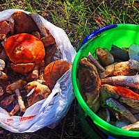 Сентябрь...И снова по грибы! :: Владимир 