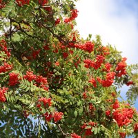 "Осень - припасиха" :: Любовь Сахарова