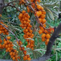 «Осень-припасиха» :: Любовь Сахарова