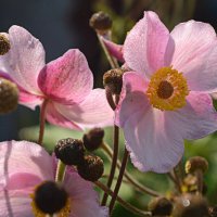 Последний летний аккорд :: Татьяна Лютаева