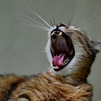 Моя любимица " Лекси..." :: Николай Саржанов