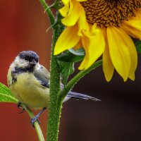 Синица большая :: Sergey38 