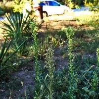 Цветочки :: Юрий Гайворонскiий