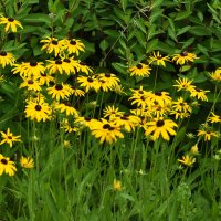 Лето в Ботаническом... Август. :: Наташа ***** Лето в Ботаническом... Август. :: Наташа *****