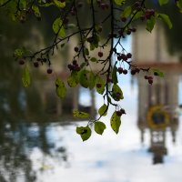 Лето в Ботаническом... Август. :: Наташа ***** Лето в Ботаническом... Август. :: Наташа *****