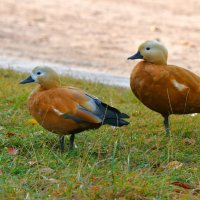 Огари :: Константин Анисимов