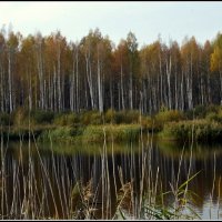 *** :: Aleksandr Gal