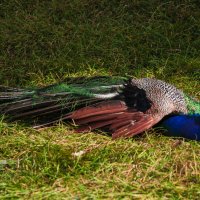 Гадкий маладой ПАВЛИН :: Владимир Максимов