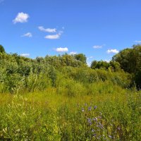 Чебоксары. На опушке леса Сургутского оврага цветут васильки. :: Пётр Чернега